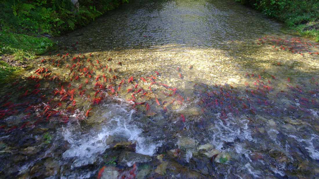 Fall Salmon Run - The Enchanted Forest