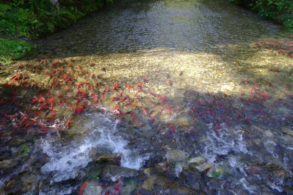 Fall Salmon Run - The Enchanted Forest